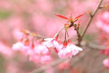 Phaya Suea flower or Sakura flower in Thailand is a rose apple that is small in size and has a tall stem.