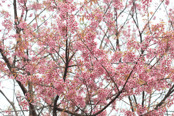 Phaya Suea flower or Sakura flower in Thailand is a rose apple that is small in size and has a tall stem.