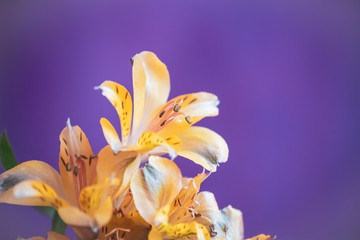 Yellow alstroemeria flowers on a blue background