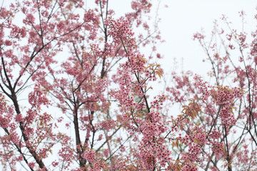 Phaya Suea flower or Sakura flower in Thailand is a rose apple that is small in size and has a tall stem.