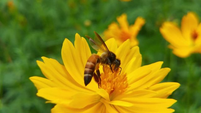 yellow cosmos sulphureus flower, sulfur cosmos and yellow cosmos flower, green leafs, blooming yellow cosmos flower, orange flower, cosmo flower yellow, beautiful cosmo flower, orange cosmo flower, ye