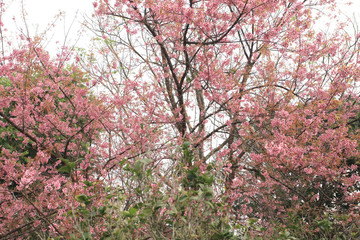 Phaya Suea flower or Sakura flower in Thailand is a rose apple that is small in size and has a tall stem.