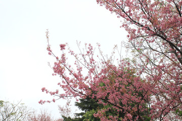 Phaya Suea flower or Sakura flower in Thailand is a rose apple that is small in size and has a tall stem.