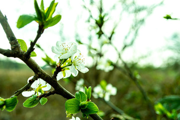 Blooming apple tree - spring flower