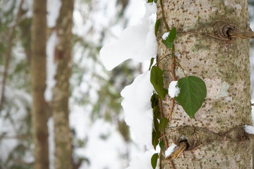 Evergreen ivy on trees in a winter forest.