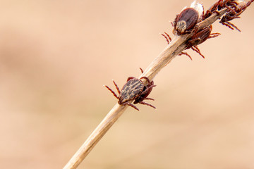 Closeup picture with a lot of mites on the stick. Spring season on parasites