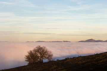 A tree silhouette above a sea of fog and mountains with snow at the distance