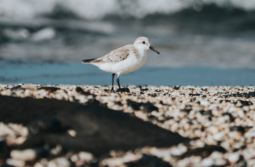 Sandpiper bird