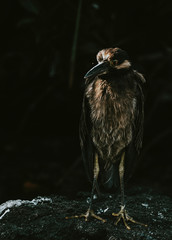 Lava Heron bird