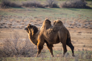 Domestic camel in spring in desert