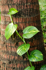 Green leaf flower on big tree