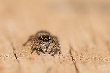 Jumping spider in early spring