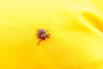 Spring mite on the yellow background