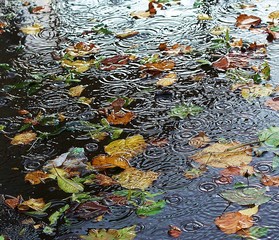 Full Frame Shot Of Leaves In Puddle During Rainy Season
