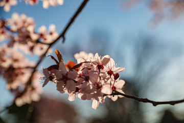 Spring nature. View of beautiful fresh branch of bloomed pink flowers on blue sky background in spring sunny day