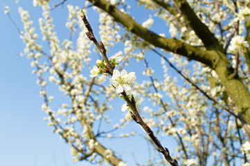 White cherry blossom with blue sky background