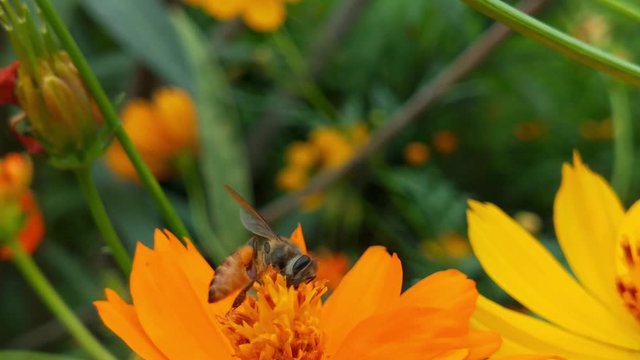 yellow cosmos sulphureus flower, sulfur cosmos and yellow cosmos flower, green leafs, blooming yellow cosmos flower, orange flower, cosmo flower yellow, beautiful cosmo flower, orange cosmo flower, ye