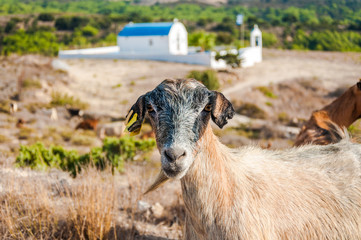 Obraz premium Goat portrait. Goat on a pasture, outdoor photo.