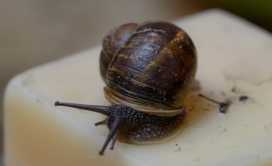 snail with antennas extended