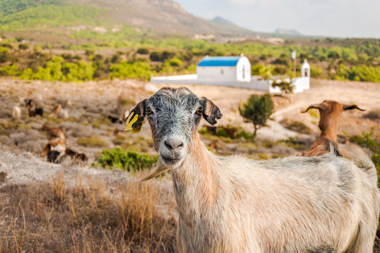 Goat portrait. Goat on a pasture, outdoor photo.