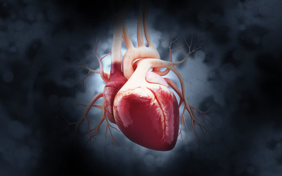human heart 3d illustration in digital background