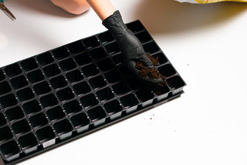 person putting seedlings in the ground