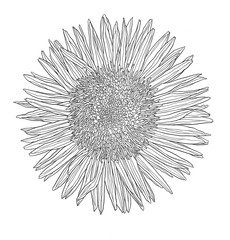 Daisy sunflower ink drawing. hand drawn engraved floral. Wild botanical garden bloom.