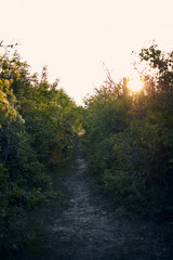 trail amidst the greenery and the setting sun