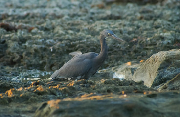 日本海の岩礁でエサを探す鷺