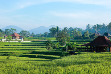 Fototapeta na wymiar Lush Rice Fields in Ubud in Bali