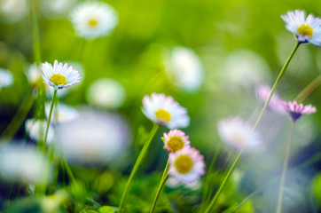 Close up of Daisy Background, wild chamomile, meadow, little white wildflowers. daisy flowers in...