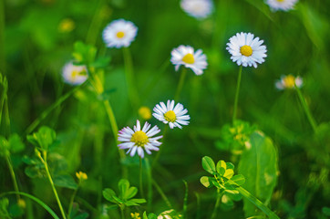 Fototapeta premium Close up of Daisy Background, wild chamomile, meadow, little white wildflowers. daisy flowers in green gras