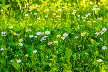 Close up of Daisy Background, wild chamomile, meadow, little white wildflowers. daisy flowers in green gras