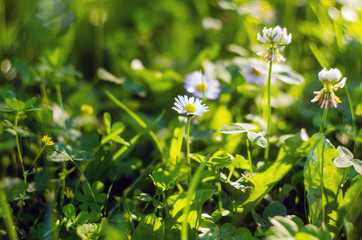 Close up of Daisy Background, wild chamomile, meadow, little white wildflowers. daisy flowers in green gras