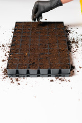 seedlings in tray isolated on white background