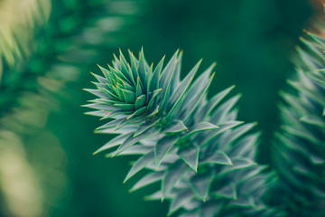 close up of a pine needles