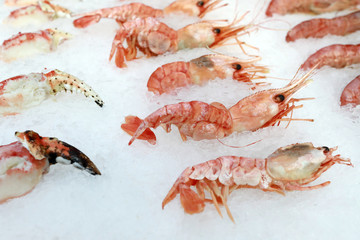 Shrimps on snowy counter