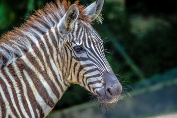Fototapeta na wymiar Portrait a a zebra with closed eyes