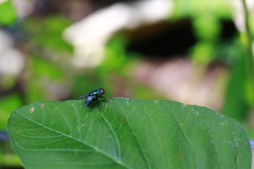 A red-eyed fly is foraging on green leaves. incredible His shiny golden blue body was amazing. Indonesia, March 2020