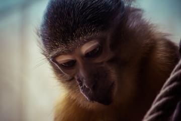 Close up portrait of a Macaque  monkey