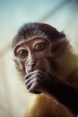 Close up portrait of a Macaque  monkey