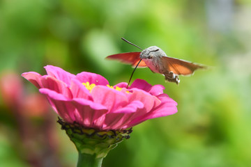An hummingbird hawk-moth flying and feeding nectar. Little butterfly Macroglossum stellatarum fly over flower in garden