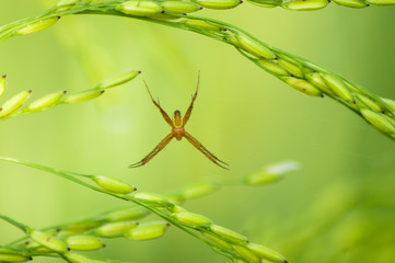 spider on a green leave