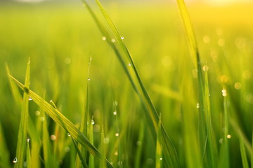 Fototapeta premium green grass with dew drops
