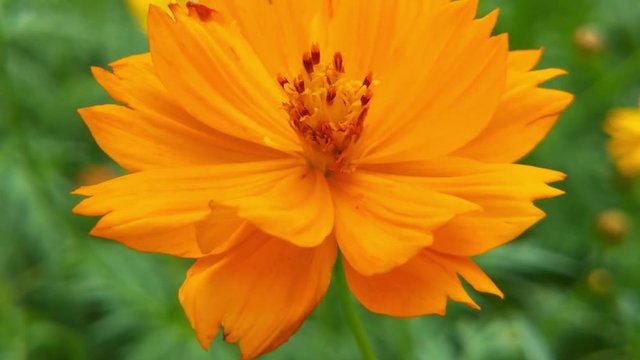 yellow cosmos sulphureus flower, sulfur cosmos and yellow cosmos flower, green leafs, blooming yellow cosmos flower, orange flower, cosmo flower yellow, beautiful cosmo flower, orange cosmo flower, ye
