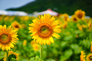 Obraz premium 福井県小浜市の「若狭小浜 恵のひまわり畑」