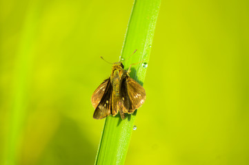 bug on a leaf