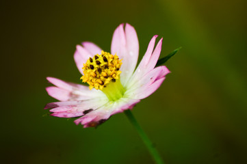 bee on pink flower