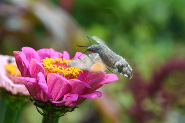 An hummingbird hawk-moth flying and feeding nectar. Little butterfly Macroglossum stellatarum fly over flower in garden