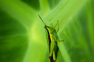 green grasshopper on a leaf
